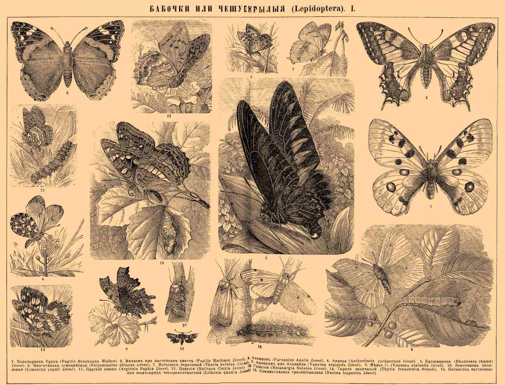 БАБОЧКИ ИЛИ ЧЕШУЕКРЫЛЫЕ (Lepidoptera) I.