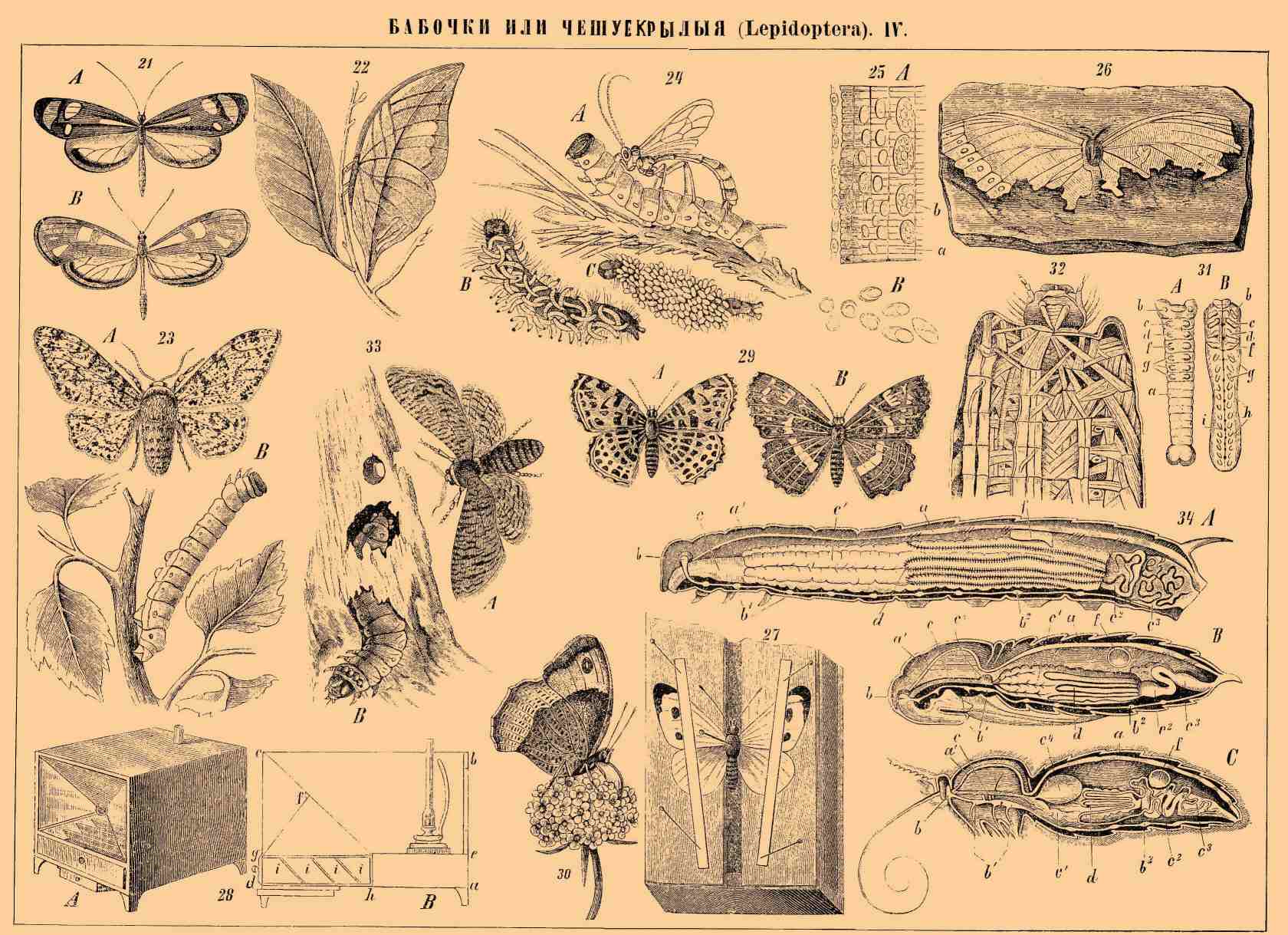 БАБОЧКИ ИЛИ ЧЕШУЕКРЫЛЫЕ (Lepidoptera) IV.