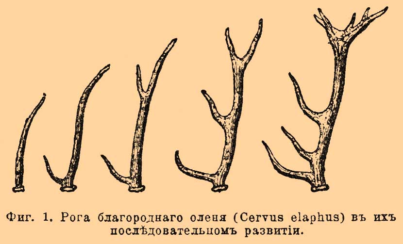 Что такое рога у животных. Смотреть фото Что такое рога у животных. Смотреть картинку Что такое рога у животных. Картинка про Что такое рога у животных. Фото Что такое рога у животных
