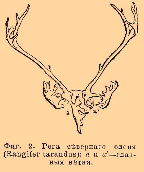 Что такое рога у животных. Смотреть фото Что такое рога у животных. Смотреть картинку Что такое рога у животных. Картинка про Что такое рога у животных. Фото Что такое рога у животных