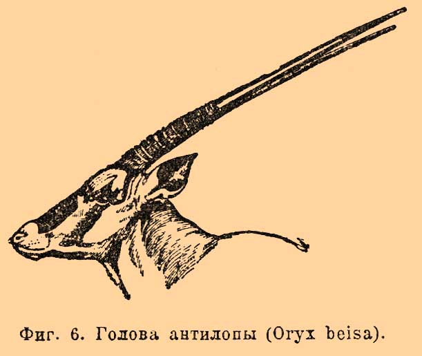Что такое рога у животных. Смотреть фото Что такое рога у животных. Смотреть картинку Что такое рога у животных. Картинка про Что такое рога у животных. Фото Что такое рога у животных