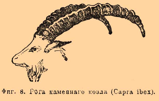 Что такое рога у животных. Смотреть фото Что такое рога у животных. Смотреть картинку Что такое рога у животных. Картинка про Что такое рога у животных. Фото Что такое рога у животных