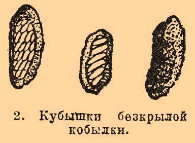 Кубышки бескрылой кобылки.