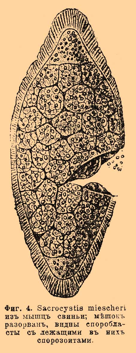 Фиг. 4. Sacrocystis miescheri из мышц свиньи; мешок разорван, видны споробласты с лежащими в них спорозоитами.