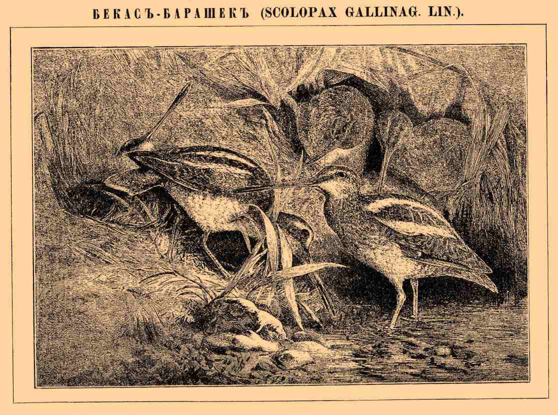 БЕКАС-БАРАШЕК (Scopolax gallinag. Lin.)