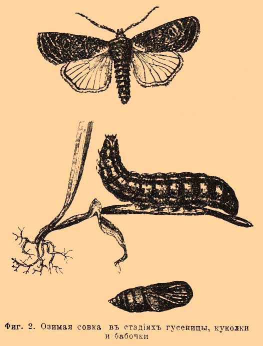 Фиг. 2. Озимая совка в стадиях гусеницы, куколки и бабочки.