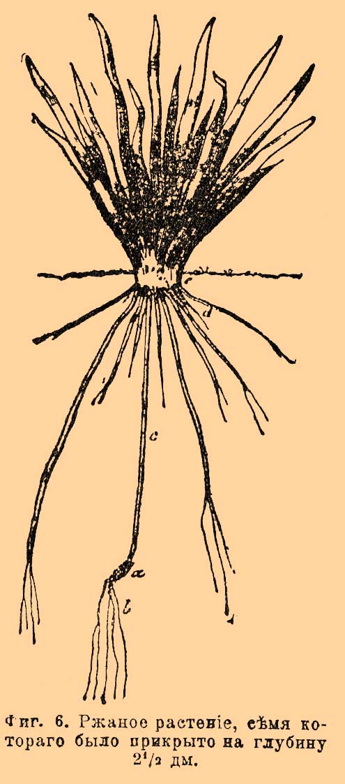 Фиг. 6. Ржаное растение, семя которого было прикрыто на глубину 2½ дюйма.