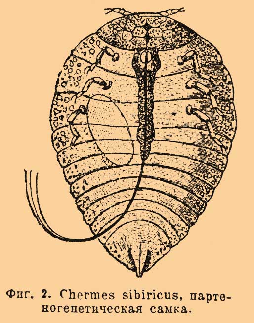 Фиг. 2. Chermes sibiricus, партеногенетическая самка.