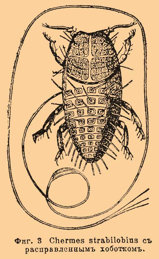 Фиг. 3. Chermes strabilobius с расправленным хоботком.