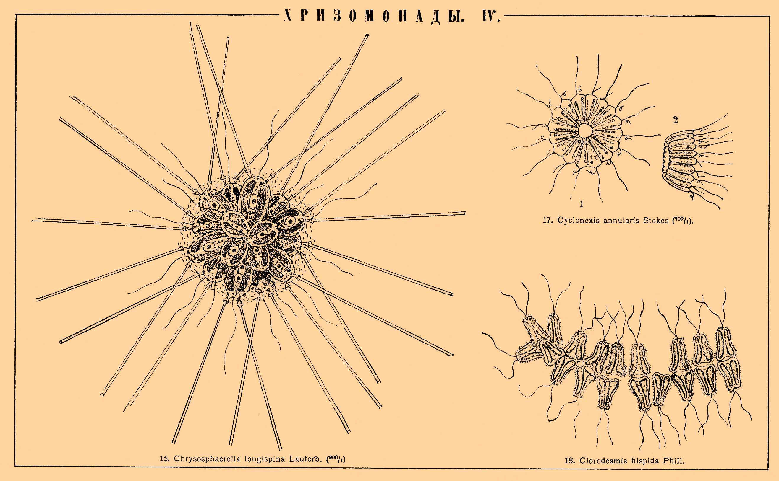 ХРИЗОМОНАДЫ. II. 18. Chlorodesmis hispida Phill.