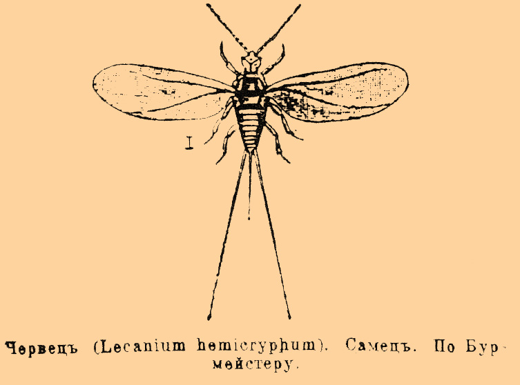 Червец (Lecanium hemicryphum). Самец. По Бурмейстеру.