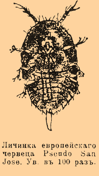 Личинка европейского червеца Pseudo San Jose. Увеличена в 100 раз.