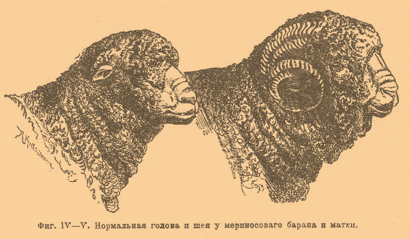 Фиг. IV—V. Нормальная голова и шея у мериносового барана и матки.