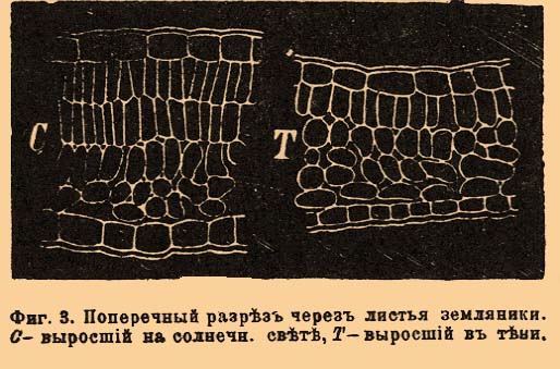 причины вызывающие явление этиоляции и ее значение в жизни растений. Смотреть фото причины вызывающие явление этиоляции и ее значение в жизни растений. Смотреть картинку причины вызывающие явление этиоляции и ее значение в жизни растений. Картинка про причины вызывающие явление этиоляции и ее значение в жизни растений. Фото причины вызывающие явление этиоляции и ее значение в жизни растений