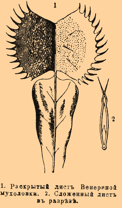1. Раскрытый лист Венериной мухоловки. 2. Сложенный лист в разрезе.