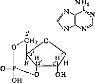 Циклический 3',5'-аденозинмонофосфат (цАМФ)