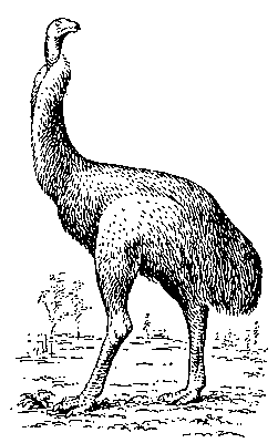 Моа Dinornis maximus.
