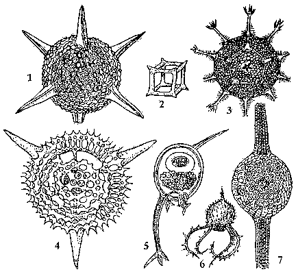 Радиолярии: 1 — Hexastylus marginatus; 2 — Lithocubus geometricus; 3 — Circorrhedma dodecahedra; 4 — Trigonocyclia triangularis; 5 — Euphisetta staurocodon; 6 — Medusetta craspedota; 7 — Pipetta tuba.