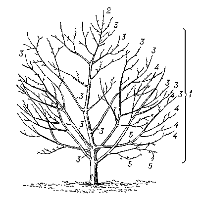 Схема строения кроны плодового дерева.