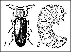 Древогрыз Lyctus suturalis: 1 — жук; 2 — личинка.