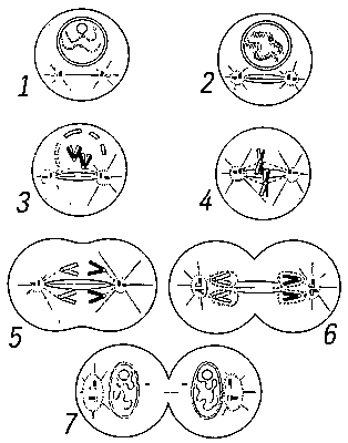 Рис. 1. Схема митоза: 1, 2 — профаза; 3 — прометафаза; 4 — метафаза; 5 — анафаза; 6 — ранняя телофаза; 7 — поздняя телофаза.