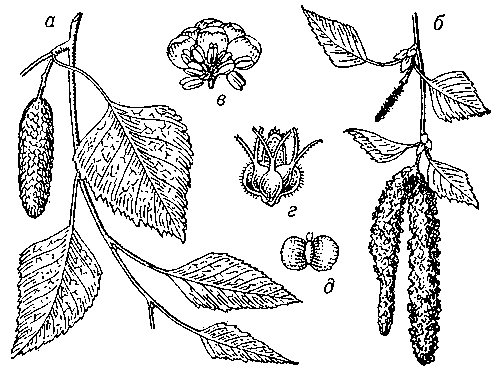 Рис. 2. Берёза бородавчатая: а — верхушка побега с плодущей серёжкой; б — ветвь с цветущими серёжками; в — мужское соцветие; г — женское соцветие; д — плод.