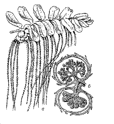Сальвиния плавающая: а — общий вид растения сверху; б — микро- и мегасорусы (в разрезе).