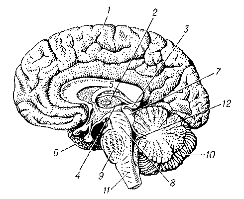 Рис. 1. Головной мозг взрослого человека (правая половина, вид слева): 1 — большое полушарие; 2 — зрительный бугор (таламус); 3 — надбугорье (эпиталамус); 4 — подбугорье (гипоталамус); 5 — мозолистое тело; 6 — гипофиз; 7 — четверохолмие; 8 — ножки мозга; 9 — мост (варолиев); 10 — мозжечок; 11 — продолговатый мозг; 12 — четвёртый желудочек.
