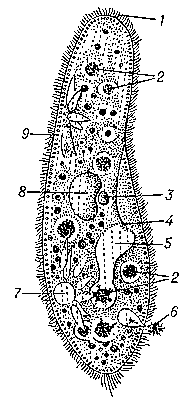 Туфелька (Paramecium caudatum): 1 — реснички; 2 — пищеварительные вакуоли; 3 — микронуклеус; 4 — ротовое отверстие; 5 — глотка; 6 — содержимое анальной вакуоли; 7 — резервуар сократительной вакуоли; 8 — макронуклеус; 9 — трихоцисты.