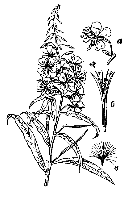 Кипрей узколистный: а — цветок; б — открытая коробочка с семенами; в — семя.