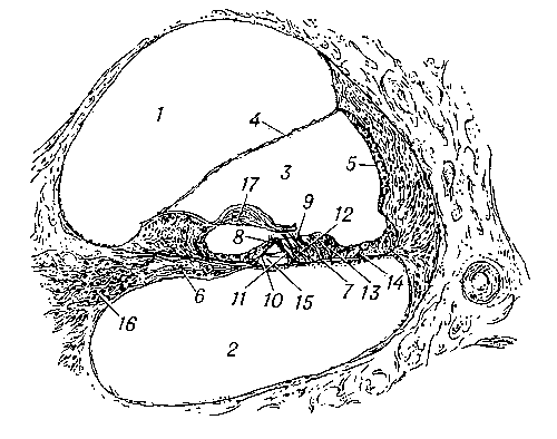 Разрез улитки и кортиева органа (схема): 1 — лестница преддверия; 2 — барабанная лестница; 3 — улитковый ход; 4 — рейснерова перепонка; 5 — сосудистая полоска; 6 — спиральная пластинка; 7 — основная перепонка; 8 — внутренние и 9 — наружные волосковые клетки; 10 — внутренние и 11 — наружные опорные клетки; 12 — клетки Дейтерса; 13 — клетки Клаудиуса; 14 — клетки Гензена; 15 — туннель; 16 — спиральный ганглий; 17 — покровная перепонка.