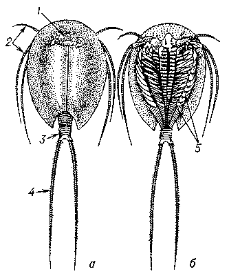Щитень (Triops cancriformis): а — вид со спинной стороны; б — вид с брюшной стороны: 1 — глаз: 2 — нитевидные придатки первой пары грудных ножек; 3 — брюшко; 4 — вилочка; 5 — грудные ножки.
