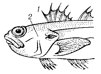 Морской дракончик: 1 — луч-колючка спинного плавника; 2 — жаберная крышка с колючкой.