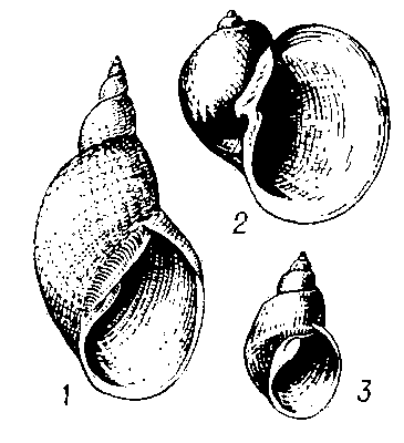 Прудовики: 1 — Lymnaea (Lymnaea) stagnalis; 2 — Lymnaea (Radix) auricularia; 3 — Lymnaea (Galba) truncatula.