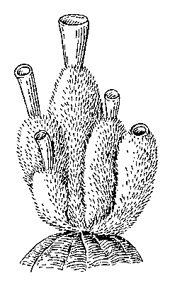 Sycon ciliatum; колония с хорошо обособленными особями.
