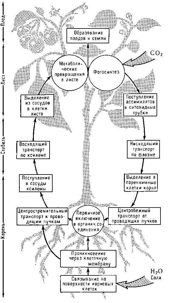 Рис. 2. Круговорот веществ в растении.