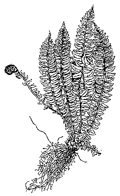 Многорядник копьевидный (Polystichum lonchitis).