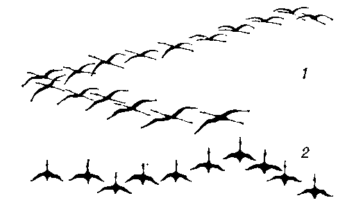 Построения стаи перелётных птиц: 1 — клин журавлей; 2 — шеренга уток.