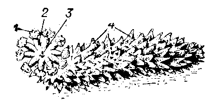 Трепанг Stichopus japonicus : 1 — щупальца; 2 — ампулы щупалец; 3 — рот; 4 — выросты на поверхности тела.