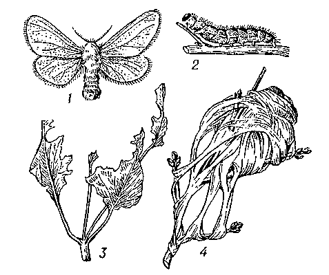 Златогузка: 1 — бабочка (самка); 2 — гусеница; 3 — поврежденные листья; 4 — зимнее гнездо.