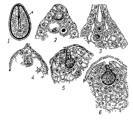 Рис.8. Зародыш растений: 1 — зародыш (а) в семени кедровой сосны; 2—8 — различные стадии развития зародыша у некоторых видов табака: 2 — оплодотворённые яйцеклетка и центральная клетка зародышевого мешка, 3 — двухклеточный предзародыш, 4 — четырёхклеточный предзародыш, 5—6 — многоклеточные предзародыши с подвесками и эндоспермом.