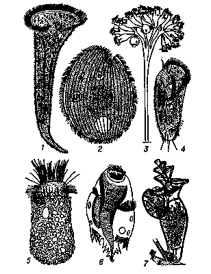 Рис. 2. Инфузории: 1 — трубач (Stentor polymorphus); 2 — балантидий (Balantidium coli); 3 — Opercularia plicatilis; 4 — Stylonychia mytilus; 5 — Codonella cratera; 6 — Ophryoscolex caudatus; 7 — Spirochona elegantula (с почкой).