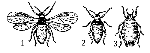 Корневая свекловичная тля: 1 — крылатая полоноска; 2 — нимфа полоноски; 3 — бескрылая самка.