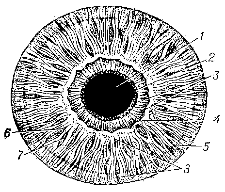 Внешний вид радужной оболочки глаза человека: 1 — зрачок; 2 — пигментный ободок; 3 — зрачковый пояс; 4 — малый круг радужной оболочки; 5 — контракционные бороздки; 6 — трабекулы; 7 — крипты; 8 — цилиарный пояс.