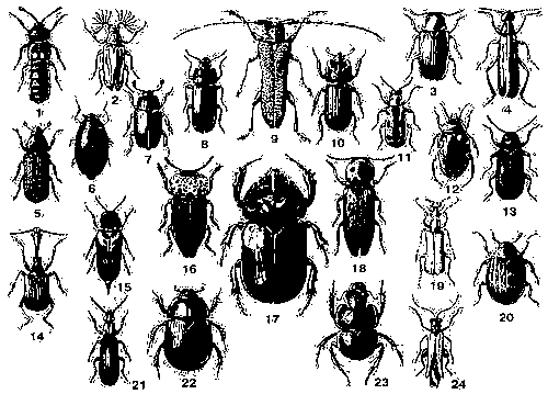 1. Алеохара двупятнистая (Aleochara bipustulata) — Европа, внетропическая Азия, Африка, Сев. Америка (США). 2. Веероус Шелковникова (Arrhaphipterus shelkovnikovi) — Европа (Кавказ). 3. Точильщик хлебный (Stegobium paniceum) — космополит. Вредитель хлебных и других продуктов, деревянных изделий. 4. Шпанка красноголовая (Epicauta erythrocephala) — Юго-Вост. Европа, Ср. Азия. 5. Лубоед большой сосновый, большой лесной садовник (Blastophagus piniperda) — Европа, Сев. и Вост. Азия. Вредитель сосны. 6. Вертячка желтоногая (Gyrinus natator) — Европа, Ср. и М. Азия, Сев. Африка. 7. Блестянка рапсовая, цветоед рапсовый (Meligethes aeneus) — Европа, внетропическая Азия, Сев. Африка, Сев. Америка. Вредитель цветков крестоцветных. 8. Хрущак мучной (Tenebrio molitor) — космополит. Вредитель зерна, муки, хлебных изделий. 9. Скрипун большой осиновый (Saperda carcharias) — Европа, Азия (Сибирь). Вредитель тополя и осины. 10. Рогачик однорогий (Sinodendron cylindricum) — Европа. Самец. 11. Трещалка спаржевая (Crioceris asparagi) — Ср. и Юж. Европа, М. Азия, Сев. Африка, Сев. Америка. Вредитель спаржи. 12. Гребец пёстрый (Platambus maculatus) — Европа, Азия (Сибирь, М. Азия). 13. Точильщик домовый (Anobium pertinax) — Европа, Азия (Сибирь). Вредитель деревянных строений. 14. Трубковёрт длинноголовый (Apoderus longiceps) — Азия (Д. Восток). 15. Шипоноска перевязанная (Mordella fasciata) — Европа, Азия (Сибирь). 16. Чернозлатка чёрная (Capnodis tenebrionis) — Ср. и Юж. Европа, Ср. и Передняя Азия, Сев. Африка. Вредитель плодовых деревьев. 17. Жук-носорог (Oryctes nasicornis) — Европа. Самец. 18. Щелкун глазчатый (Alaus pareyssii) — Вост. Средиземноморье. 19. Нарывник Стевена (Rhampholyssa steveni) — Ср. Азия. 20. Пилюльщик обыкновенный (Byrrhus pilula) — Европа, Азия (Сибирь). 21. Ризод бороздчатый (Rhysodes sulcatus) — Ср. и Юж. Европа, Азия (Зап. Сибирь, М. Азия). 22. Навозник обыкновенный (Geotrupes stercorarius) — Европа, Передняя Азия. 23. Кравчик головач (Lethrus apterus) — Юго-Вост. Европа. Вредитель полевых культур. Самец. 24. Узконадкрылка желтокрылая (Oedemera flavescens) — Европа.