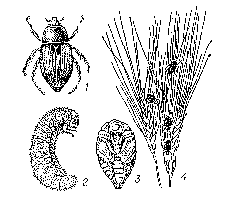 Кузька: 1 — жук; 2 — личинка; 3 — куколка; 4 — жуки на колосе пшеницы.
