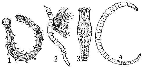 Малощетинковые черви: 1 - Aeolosoma hemprichi (цепочка особей, образовавшаяся в результате бесполого размножения); 2 - Ripistes parasita (свободноживущий лимнический вид); 3 - Chaetogaster diaphanus; 4 - Lumbricillus lineatus.