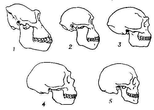 Рис. 6. Контур черепа сбоку : 1 — горилла; 2 — австралопитек: 3 — питекантроп; 4 — неандерталец из Ла-Шапель-о-Сен; 5 — современный человек.