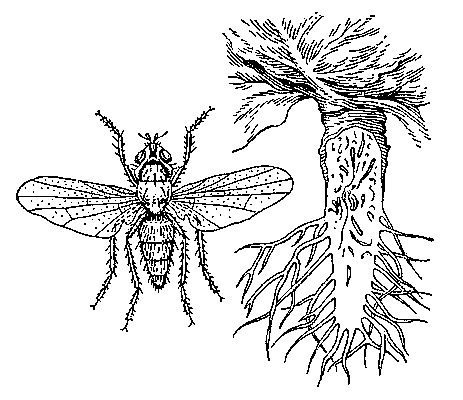 Летняя капустная муха: слева — самка; справа — личинки, повреждающие кочерыгу.