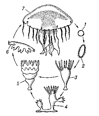 Схема жизненного цикла сцифоидных (Chrysaora): 1 — яйцо; 2 — планула; 3 — сцифистома; 4 — сцифистома, выпочковывающая молодых сцифистом; 5 — сцифистома в стадии стробилы; 6 — эфира; 7 — медуза.